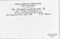 Phragmidium occidentale image